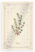 Thyme Herb Botanical Illustration Vintage French Kitchen 12x18 US Made Poster