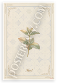 Mint Herb Botanical Illustration Vintage Kitchen 12x18 US Made Poster