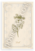 Dill Herb Botanical Illustration Provençal Kitchen 12x18 US Made Poster