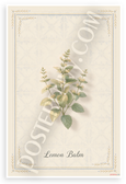 Lemon Balm Botanical Illustration Provençal Herb 12x18 US Made Poster