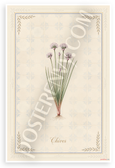Chives Botanical Illustration Vintage Kitchen Herb 12x18 US Made Poster