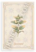Spearmint Herb Botanical Illustration French Provençal 12x18 US Made Poster