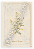 Lemon Verbena Botanical Illustration Provençal Kitchen 12x18 US Made Poster