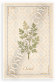 Chervil Herb Botanical Illustration Provençal Style 12x18 US Made Poster