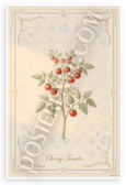 Cherry Tomato Plant Botanical Illustration 12x18 US Made Poster
