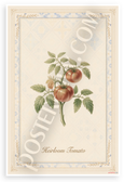 Heirloom Tomato Botanical Illustration 12x18 US Made Poster