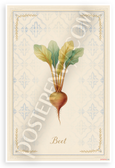 Beet Botanical Illustration Provençal Kitchen 12x18 US Made Poster