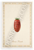 Roma Tomato Provençal Botanical Illustration 12x18 US Made Poster
