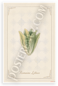 Romaine Lettuce Botanical Illustration Vintage French Kitchen 12x18 US Made Poster
