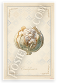 Cauliflower Botanical Illustration French Kitchen 12x18 US Made Poster