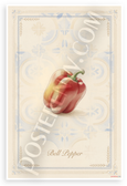 Red Bell Pepper Provençal Botanical Illustration 12x18 US Made Poster