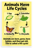 Animals Have Life Cycles Butterfly Metamorphosis Educational 12x18 US Made Poster