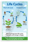 Plant and Frog Life Cycles Educational Science 12x18 US Made Poster