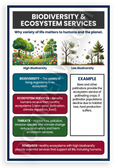 Biodiversity Ecosystem Services Educational Infographic 12x18 US Made Poster