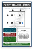Punnett Squares Heredity Educational 12x18 US Made Poster