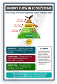 Energy Flow in Ecosystems Food Web Pyramid Educational 12x18 US Made Poster