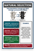 Natural Selection Peppered Moths Educational Infographic 12x18 US Made Poster
