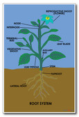 Root System - NEW Classroom Science Poster