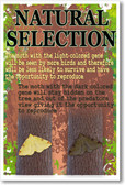 Natural Selection - NEW Classroom Biology Science Poster