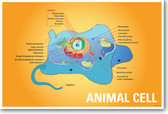 Animal Cell Biology NEW CLASSROOM BIOLOGY SCIENCE POSTER