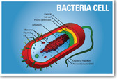 Bacteria Cell Biology NEW CLASSROOM BIOLOGY SCIENCE POSTER