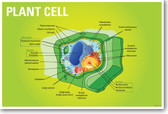 Plant Cell Biology NEW CLASSROOM BIOLOGY SCIENCE POSTER