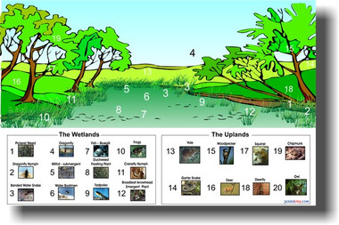 The Wetlands - The Uplands Eco-System - Science Wildlife Classroom PosterEnvy Poster (ms007)
