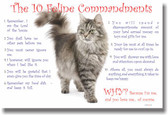 10 Feline Commandments