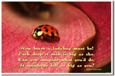 How Brave a Ladybug Must Be!