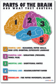 Parts of the Brain - NEW Science Classroom Biology Anatomy Poster (ms275) Cerebellum Frontal Cortex Lobe Parietal Occipital Temporal