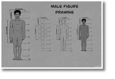 Male Figure Drawing - NEW fine art POSTER