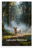 Labrador Retriever in Misty Forest Nature Wildlife 12x18 US Made Poster