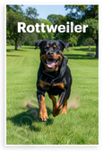Rottweiler Running in Sunny Park Dog Breed 12x18 US Made Poster
