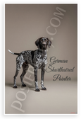 German Shorthaired Pointer Elegant Portrait 12x18 US Made Poster