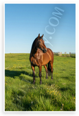 Winston Churchill Horse Quote Inspirational 12x18 US Made Poster