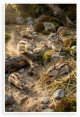 Adventurous Gerbils Exploring Desert Landscape Wildlife 12x18 US Made Poster