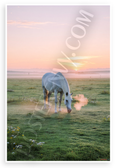 White Horse Grazing in Lush Pasture at Dawn Nature 12x18 US Made Poster