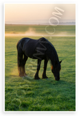 Majestic Black Horse Grazing in Lush Green Pasture at Sunrise Nature 12x18 US Made Poster
