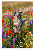 Australian Shepherd Jumping in Wildflower Field Nature Wildlife 12x18 US Made Poster