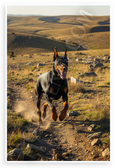Doberman Pinscher Running in Hills Wildlife Adventure 12x18 US Made Poster