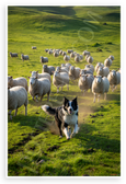 Border Collie Herding Sheep Rolling Green Hills Nature Wildlife 12x18 US Made Poster
