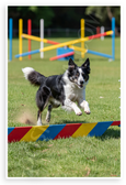 Border Collie Leaping Agility Course Action Dog 12x18 US Made Poster
