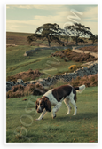 English Springer Spaniel Hunting English Countryside Vintage 12x18 US Made Poster