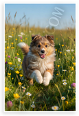 Shetland Sheepdog Puppy Running Through Sunny Meadow Wildlife 12x18 US Made Poster