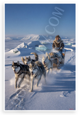 Siberian Husky Sled Dog Team Arctic Adventure Wildlife 12x18 US Made Poster