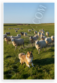 Shetland Sheepdog Herding Sheep Green Field Landscape 12x18 US Made Poster