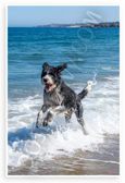 Portuguese Water Dog Leaping Ocean Waves Adventure Wildlife 12x18 US Made Poster