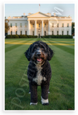 Portuguese Water Dog White House Lawn Patriotic Dog 12x18 US Made Poster