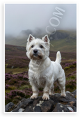 West Highland White Terrier Scottish Highlands Misty Landscape 12x18 US Made Poster