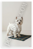 West Highland White Terrier Scottish Tartan Thistle Heritage 12x18 US Made Poster